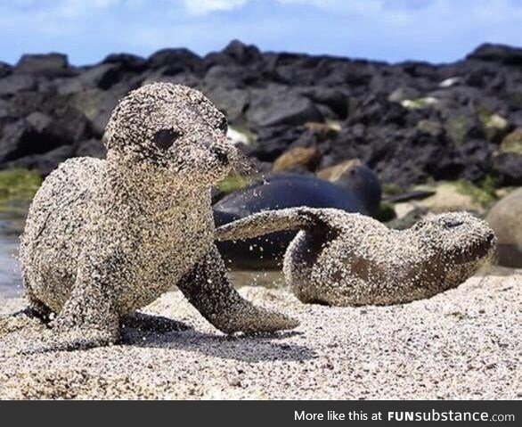 Sea lion pups rolling in sand to protect themselves from the sun