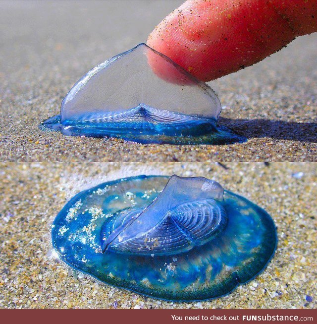 velella, a small free floating hydrozoan. the only known species in genus.