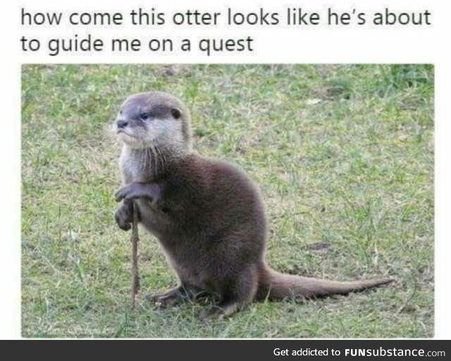 Meanwhile... In otter universe