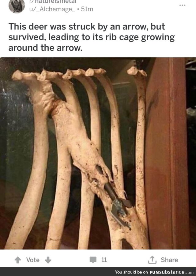 Bone growing around an arrow