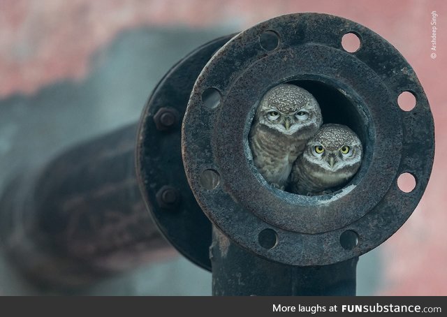 Pipe owls