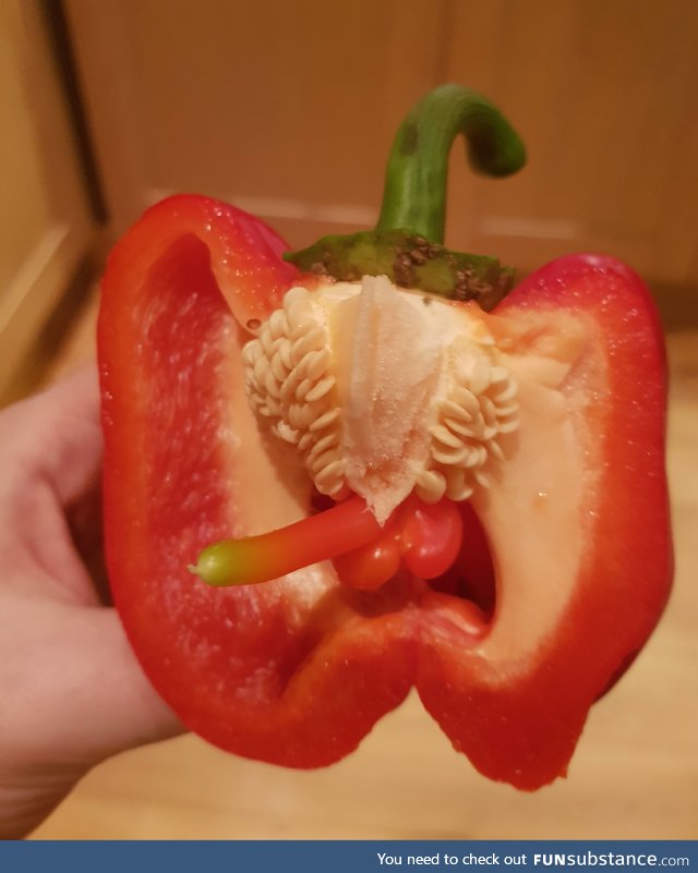This bell pepper