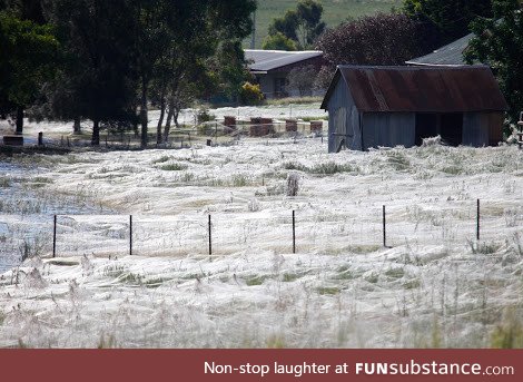 It's not snow, but rather the spider season in Australia