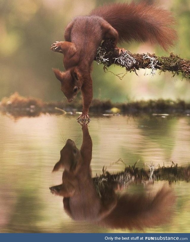 Squirrel touching water by Marco Tonetti