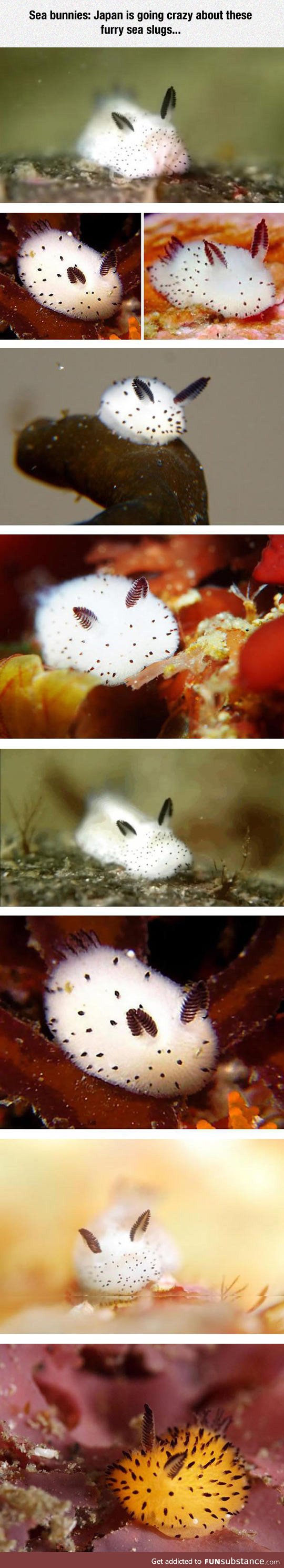 Such adorable sea bunnies