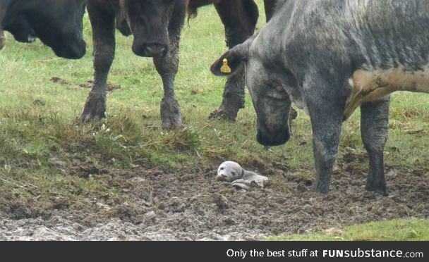 A baby seal stuck in mud, surrounded by interested cows. The baby seal was rescued