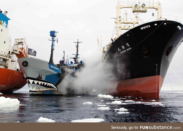 SSS Bob Barker disrupted Japanese whale poachers from illegally refueling