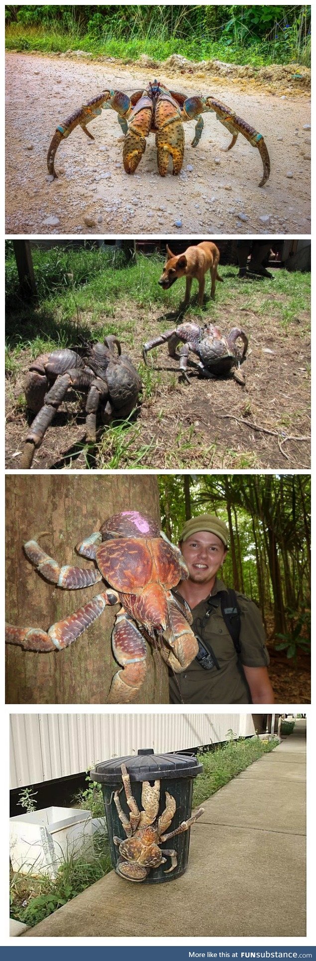 Coconut Crabs: the world's largest anthropod. (And y'all been worrying about SPIDERS)