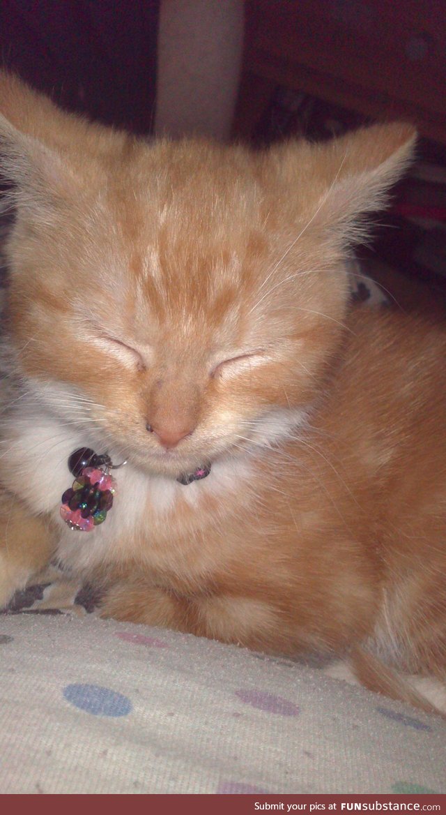 My amber when she was a kitten for littlegentleman