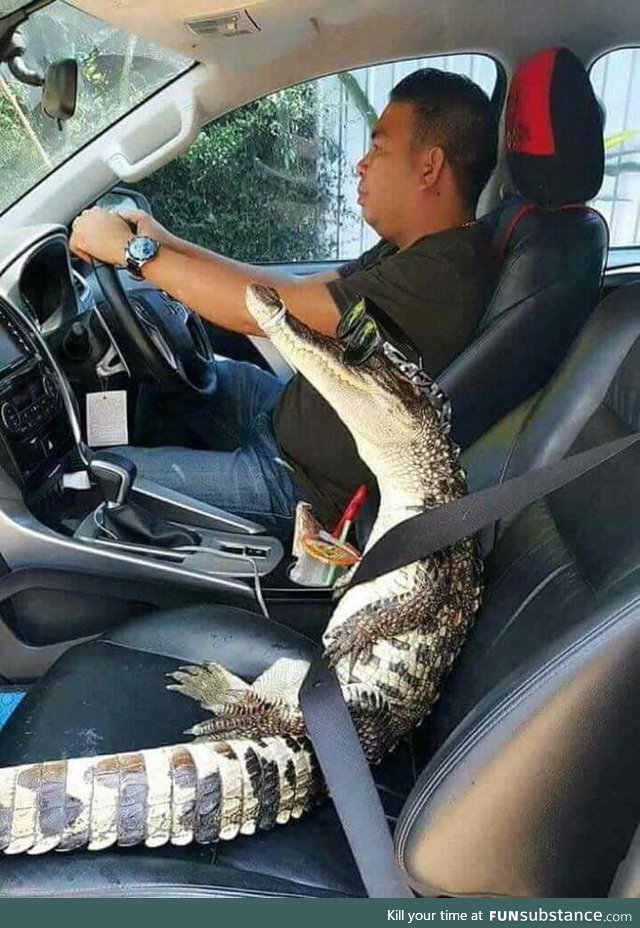 Not matter how cool might be, you will never be as cool as this alligator