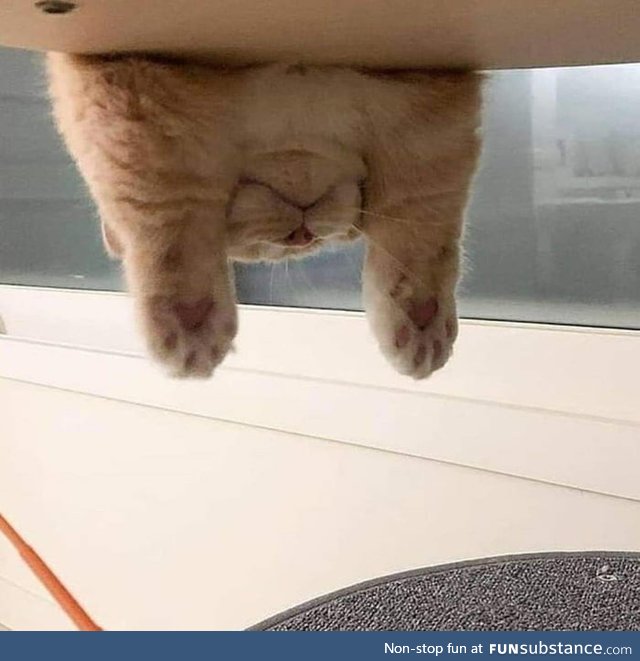 Turn your phone upside down to add 70% more cuteness (sorry pc users)