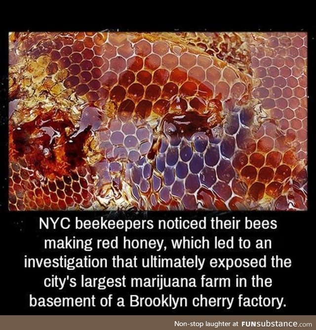 Funny honey
