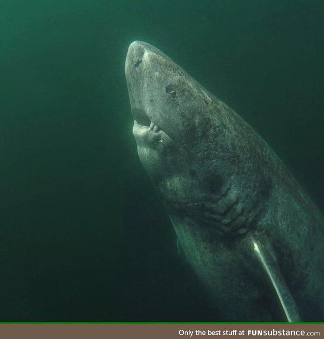 This Greenland shark is over 300 years old