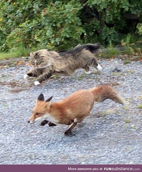 Fox chased by a cat