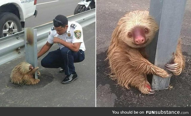 Police officers in Ecuador help a sloth clinging to a pole off of the street
