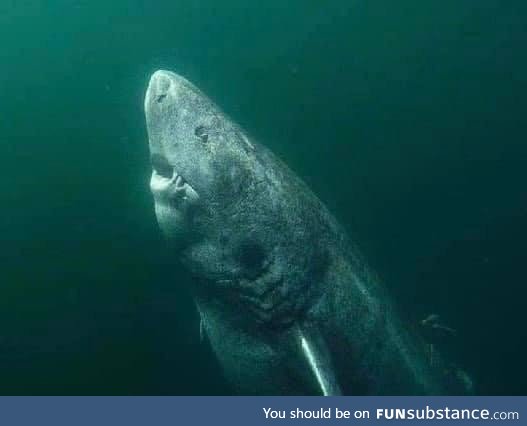 This shark is 392 years old and still alive today. This means that he is older than USA