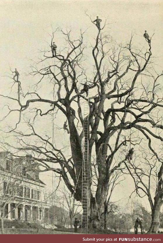 Tree pruning in the 1800's
