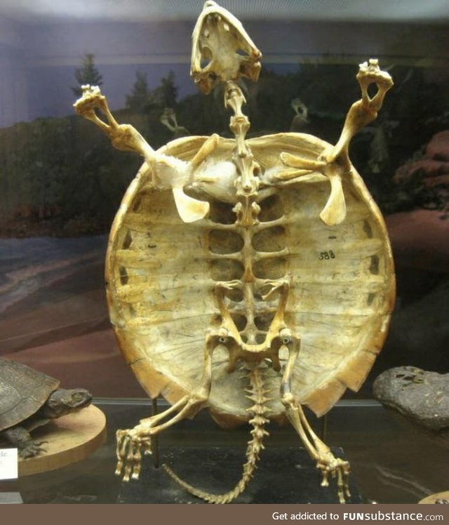 This is why turtle cannot come out from its shell