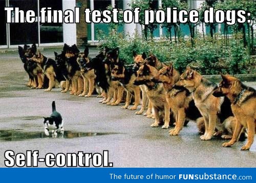 Final police dog test
