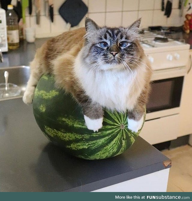 Don't even think about it. The melon belongs to me all alone
