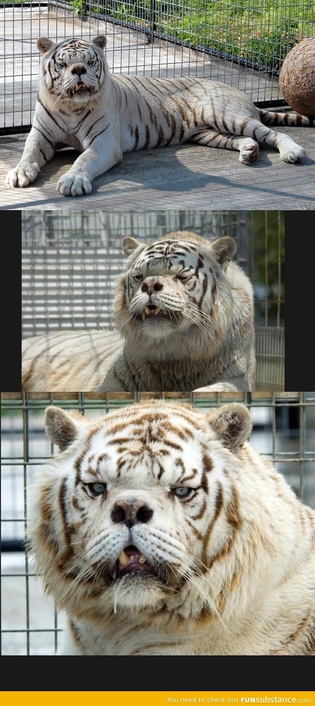 Meet Kenny - The first tiger with down syndrome