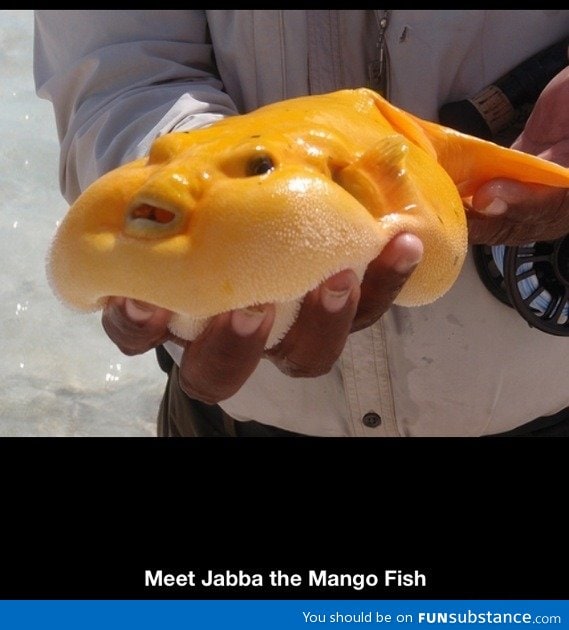 Jabba the mango fish