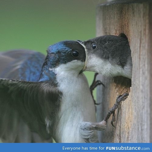 An accurate portrayal of 13 year olds making out