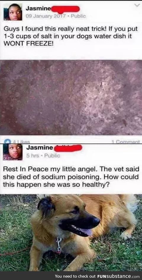 Stupid people should never ever own pets