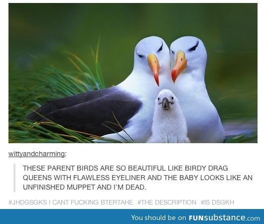 Fabulous parent birds