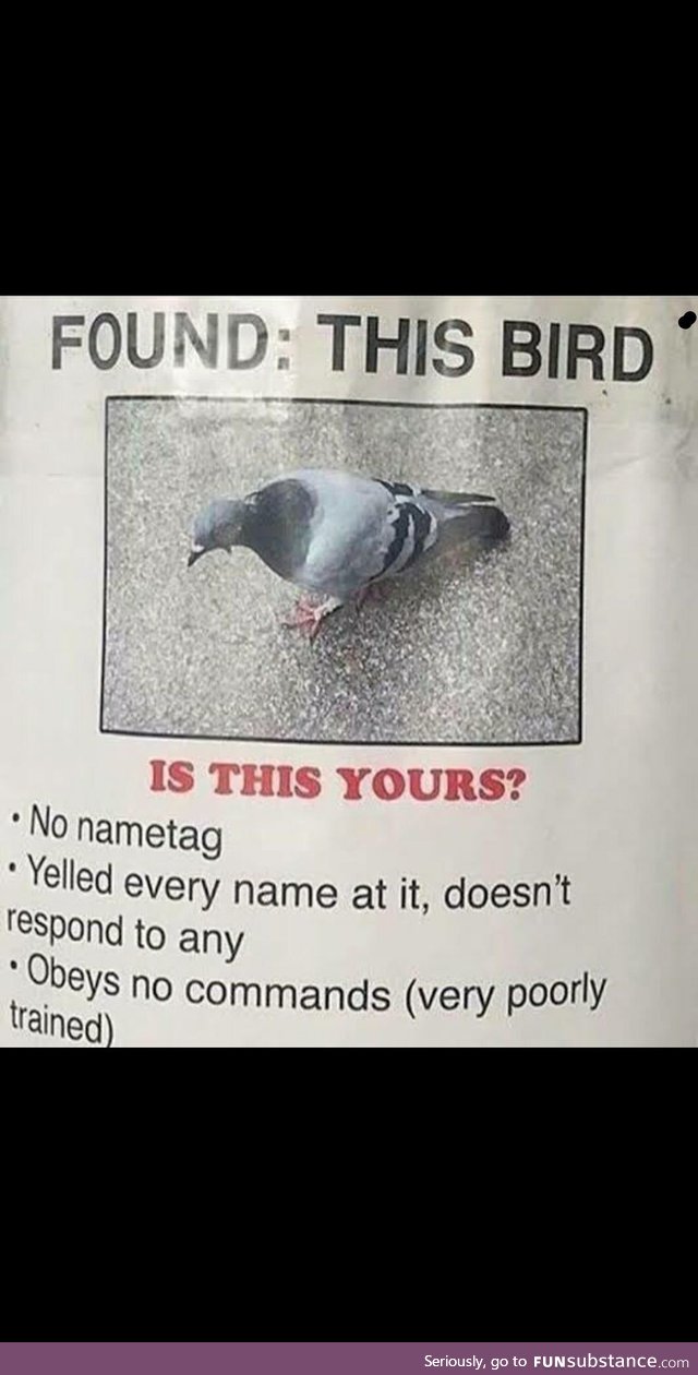 Anyone lose a bird?