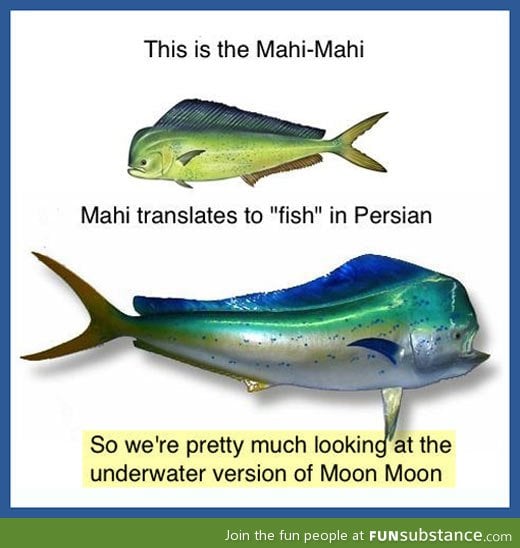 The mahi-mahi, or fish fish