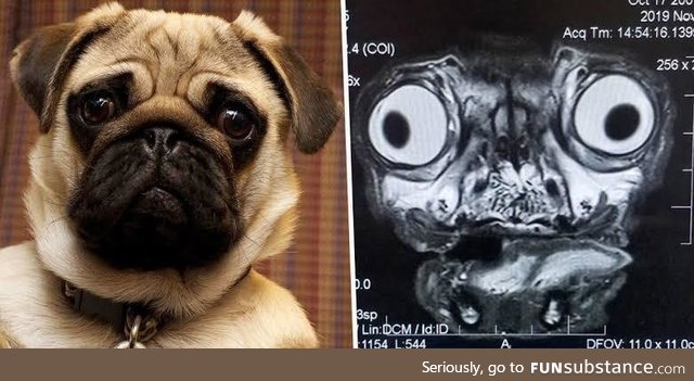 If you give a pug an MRI