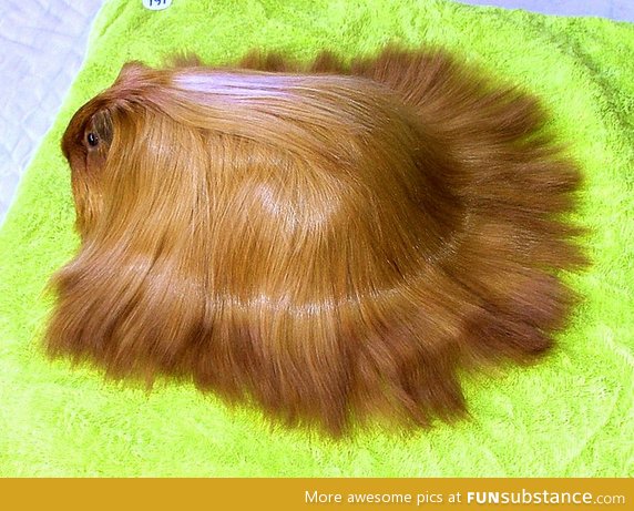 This guinea pig has nicer hair than me