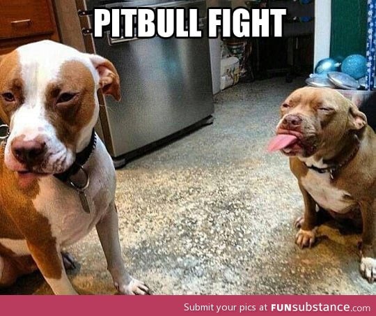 Pit bull fight