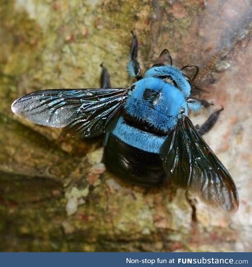Stunning blue carpenter bee