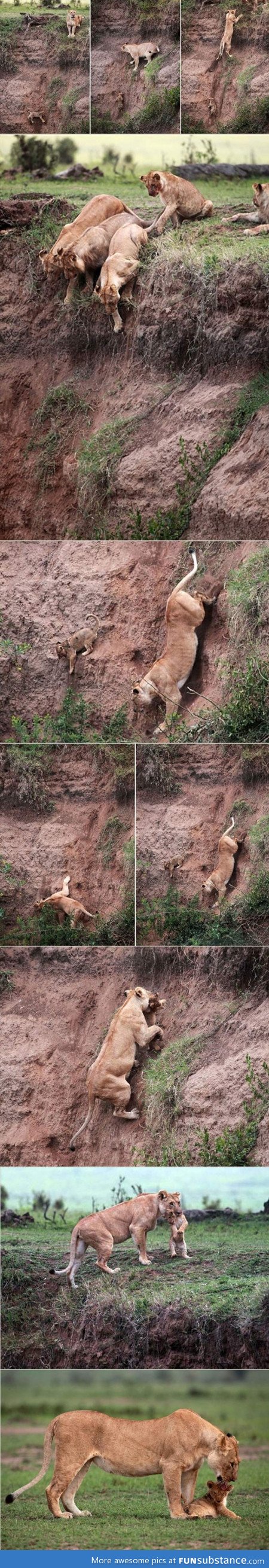 Momma lion saves her cub
