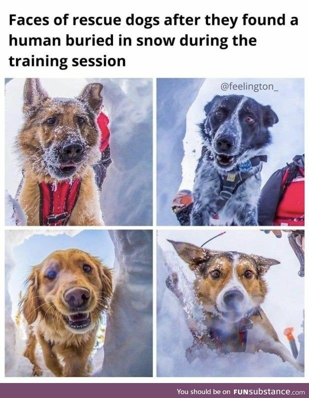 Snow Rescue Dogs after finding their target