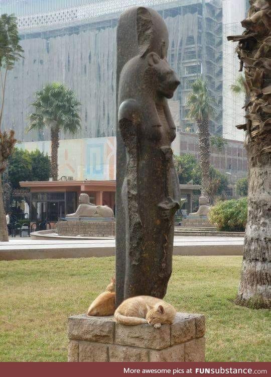 Cats surrounding the Egyptian Goddess Sekhmet Statue, who is known for her feline