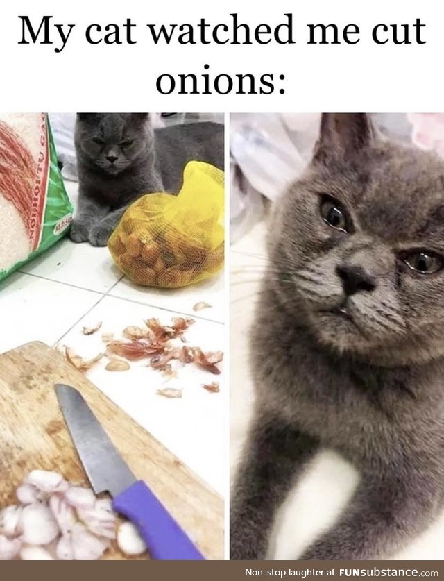 Onions make me feel things... - Gato, probably