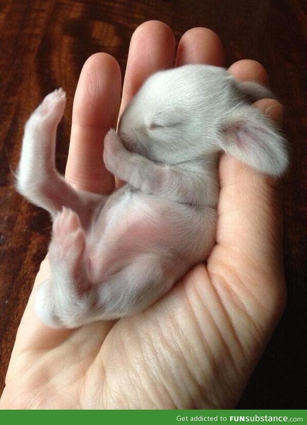 Newborn bunny