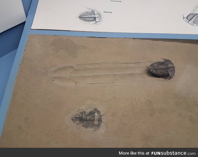 This Trilobite walked 6 inches 600 million years ago to send us all a d*ck pic