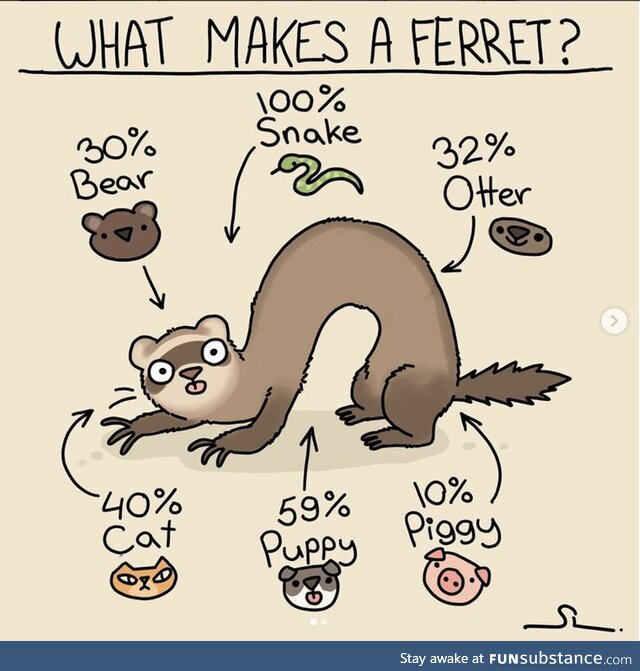 What makes a ferret