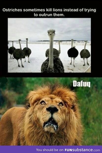 Ostriches don't mess around!