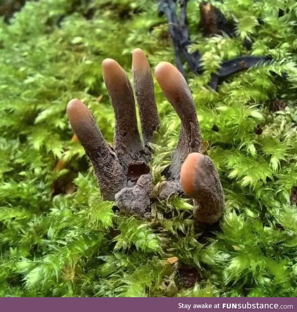 A species of mushroom called dead man's hand