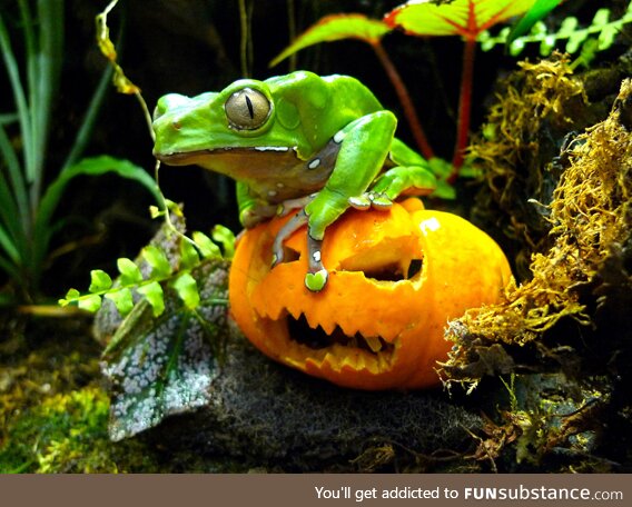 Froggos '23 #292/Spooktober Day 28 - You Dare Approach Their Pumpkin?