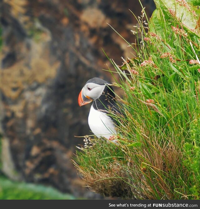 I saw a Puffin for the first time in my life. Iceland is a beautiful country with