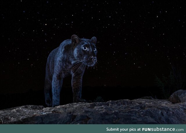 African Black Leopard under the stars!