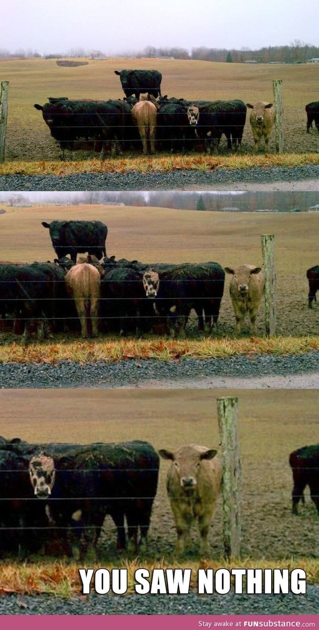 Secret cow meeting