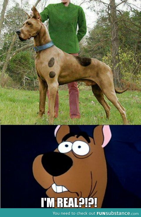 Scooby doo is real?