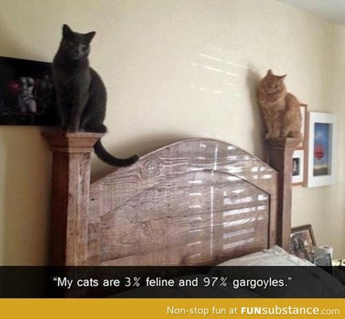 Gargoyle cats
